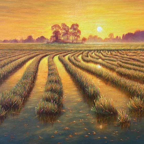 เช้าอันเงียบสงบของฤดูเก็บเกี่ยว / Harvest’s Quiet Morning (2025)